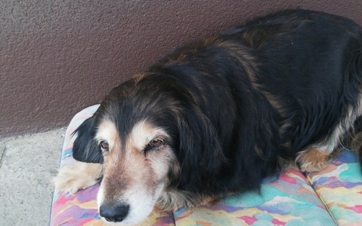 Zbiórka Zbiórka na operację psa. - zdjęcie główne