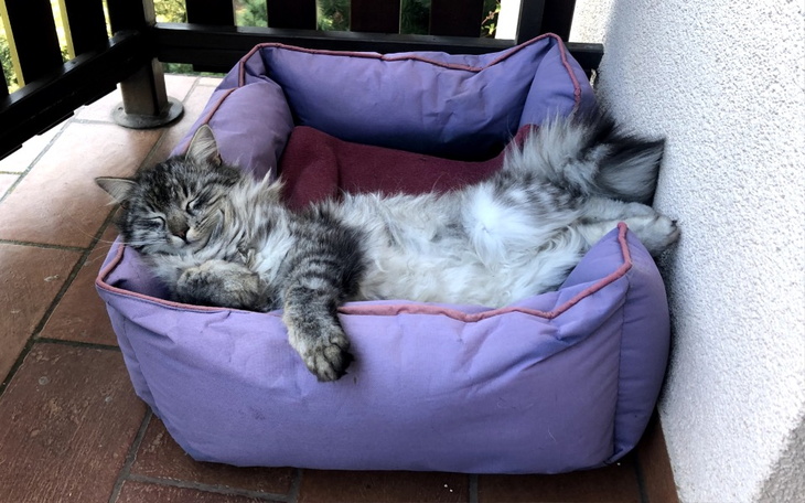 Zbiórka Yoda walczy z FIP - zdjęcie główne