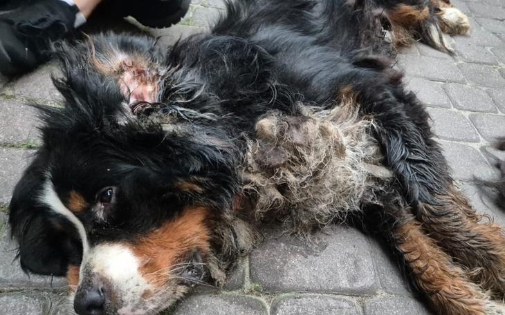 Zbiórka Potwornie zaniedbane berneńczyki - zdjęcie główne