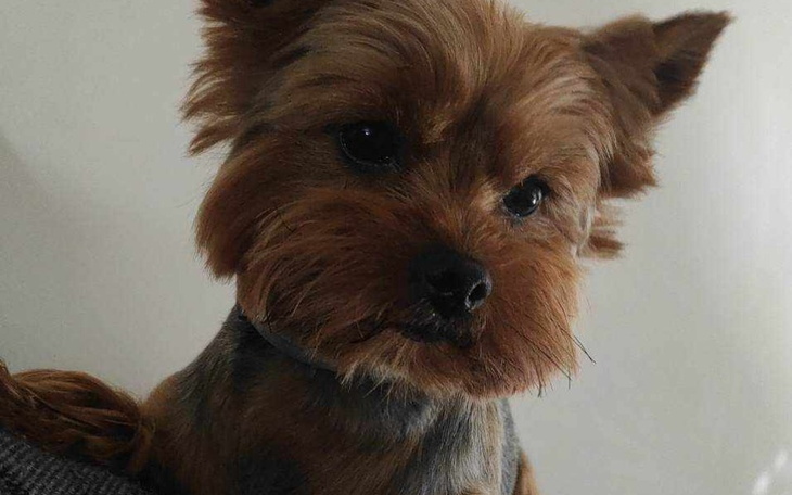 Zbiórka Zdrów wątroba dla Rastgio - zdjęcie główne