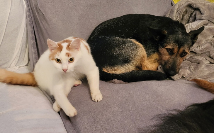 Kot i pies leżą razem na kanapie, tworząc przytulny obrazek.