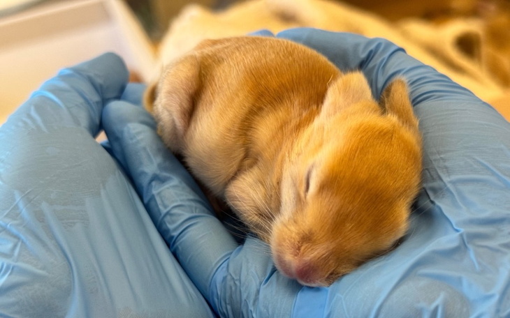 Mały, śpiący króliczek trzymany w rękach, z pomarańczowym futerkiem.