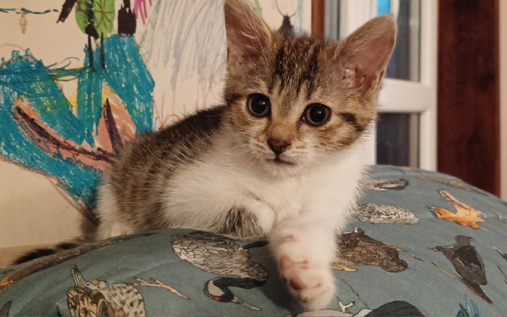 Zbiórka Wesprzyj odporność kociaków - zdjęcie główne