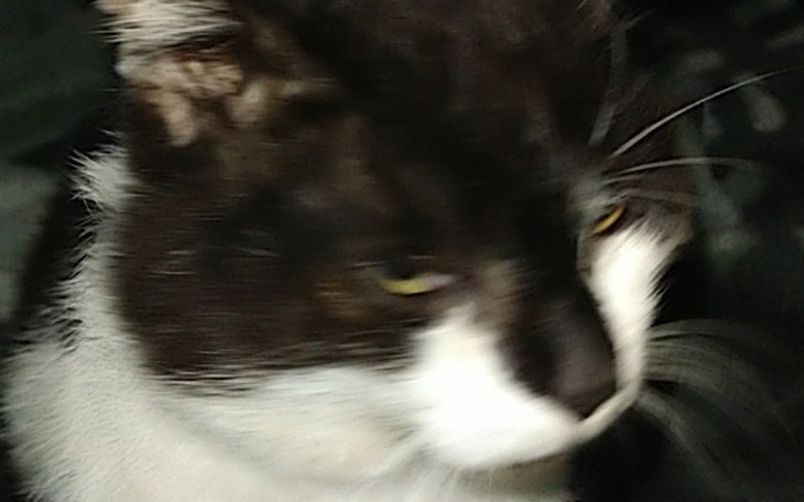 Zbiórka Pomoc dla starszego kotka - zdjęcie główne