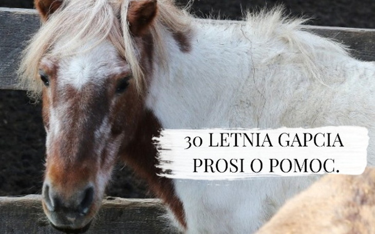 Zbiórka Leczenie Gapci. - zdjęcie główne