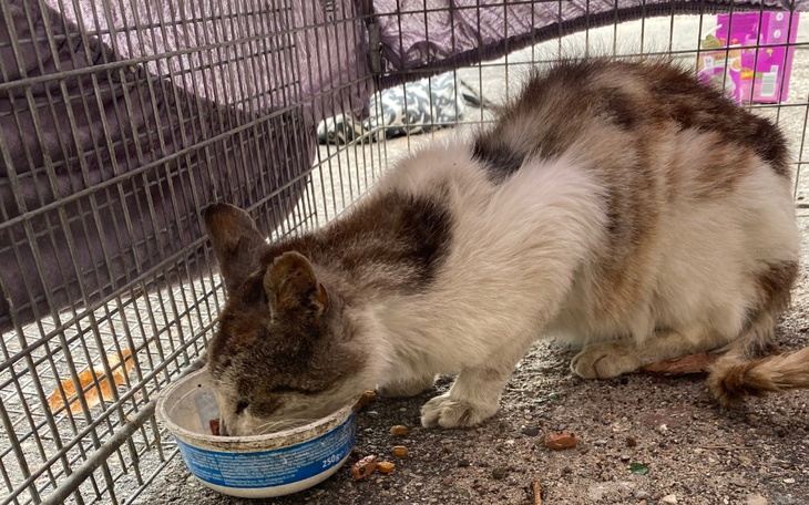 Zbiórka Ciężka starość bezdomnego kota - zdjęcie główne