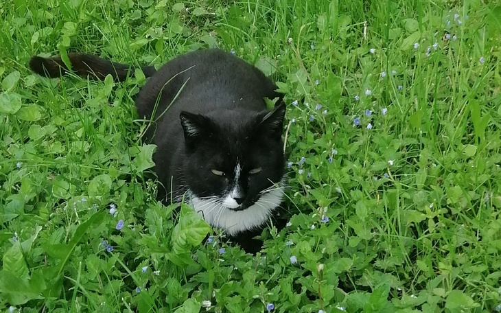 Zbiórka Karma dla ogonków wolnozyjach - zdjęcie główne