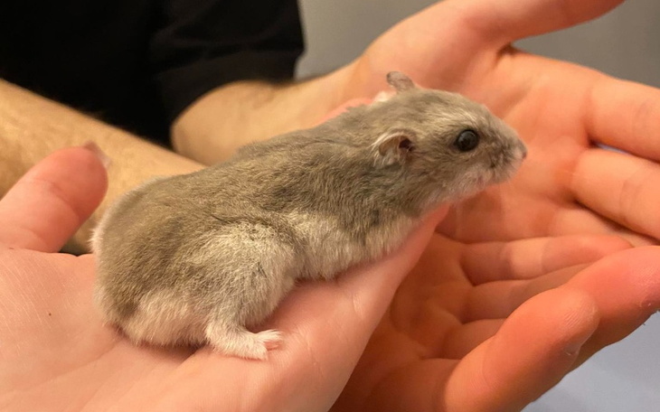 Zbiórka Na ratunek najmniejszym - zdjęcie główne