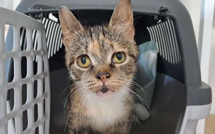 Zbiórka Gienia gorączka wymioty badania - zdjęcie główne