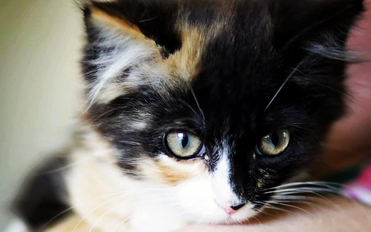 Zbiórka Ratujemy koty - zdjęcie główne