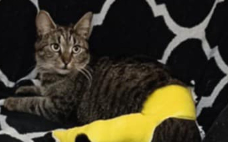 Zbiórka Zabieg operacyjny dla Kotki Pyzy - zdjęcie główne