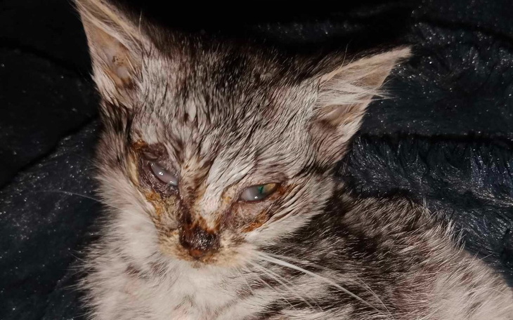 Zbiórka Ratujemy kotka po wypadku - zdjęcie główne