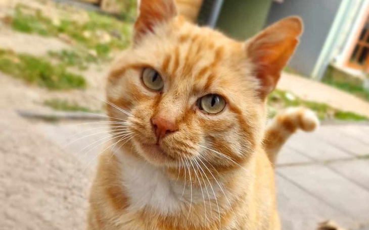 Zbiórka Leczenie dla Miśka - zdjęcie główne