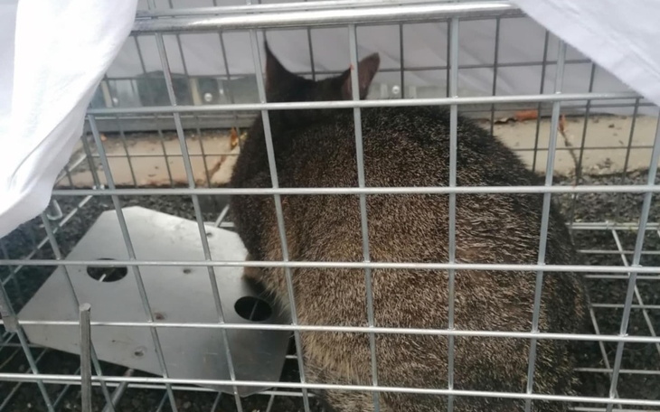 Zbiórka Na klatki-łapki - zdjęcie główne