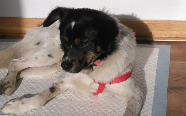 Zbiórka Babeszioza zaatakowała! Pomocy - zdjęcie główne