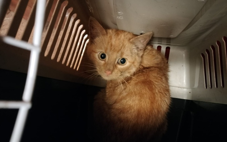 Zbiórka Ludwiczek kolejne maleństwo ... - zdjęcie główne