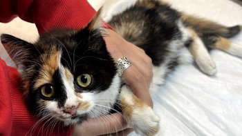 Zbiórka Maleńka kotka walczy o życie. - miniaturka zdjęcia