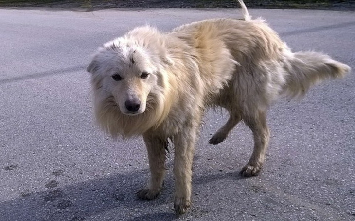 Zbiórka Dik. Taki pies - zdjęcie główne