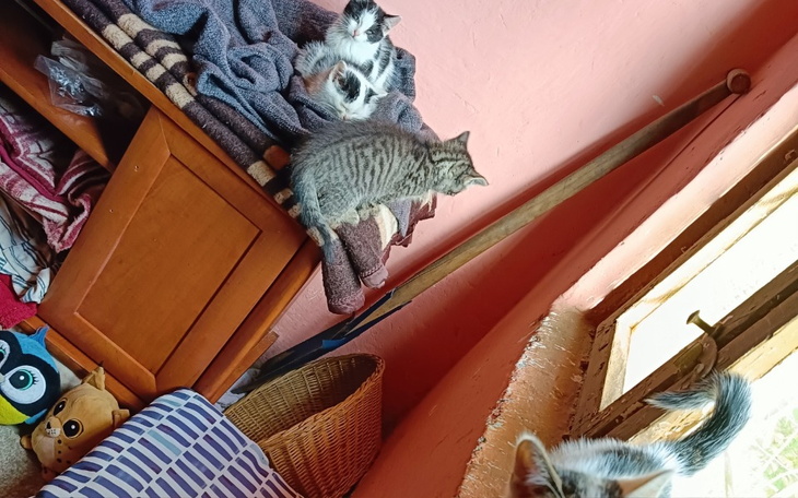 Zbiórka Kociaki w potrzebie Karlino - zdjęcie główne