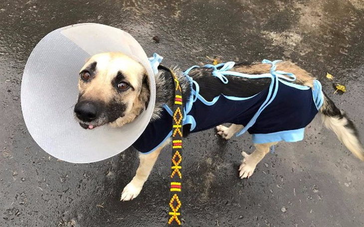 Zbiórka Druga szansa dla poranionej Saby - zdjęcie główne