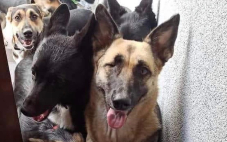 Zbiórka Ratujemy zwierzęta z Ukrainy - zdjęcie główne