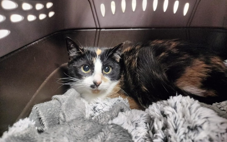 Zbiórka Diagnostyka dla Calibry - zdjęcie główne