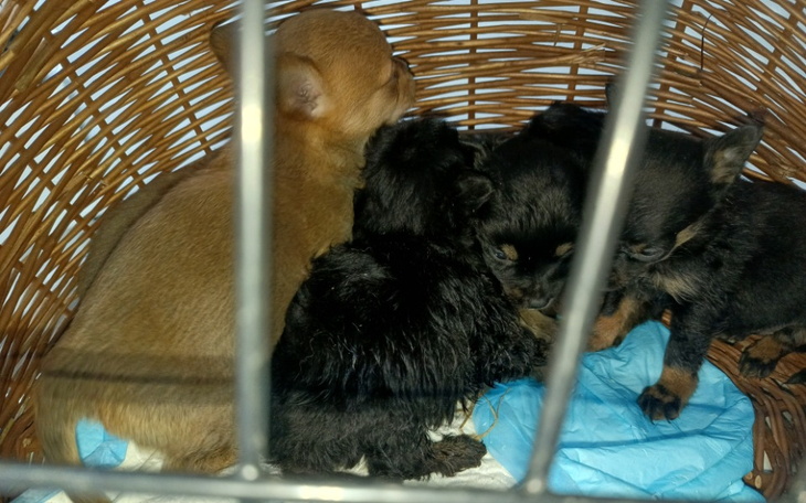 Szczenięta w koszyku, przytulone do siebie.