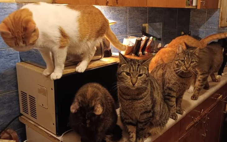 Zbiórka Karma, żwirek i leczenie - zdjęcie główne