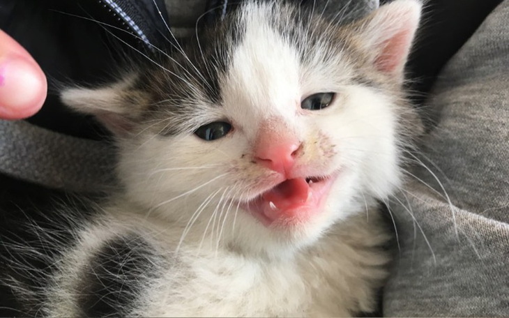 Zbiórka LeczenieTransportyWalkaOŻycia - zdjęcie główne