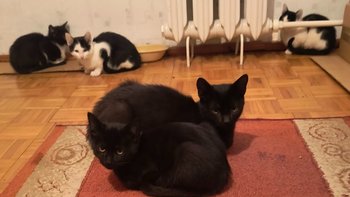 Zbiórka Kotka i 5 kociakow proszą o pomoc - miniaturka zdjęcia