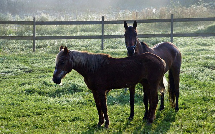 Zbiórka Pomoc BARDZO potrzebna! - zdjęcie główne
