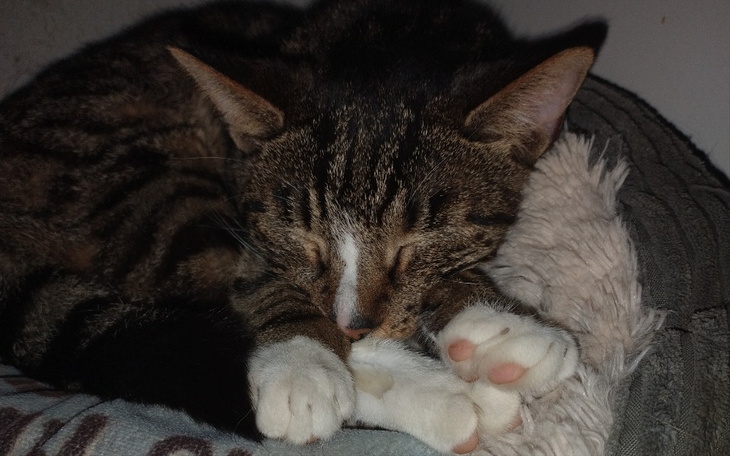 Śpiący kot, z zamkniętymi oczami, zrelaksowany na poduszce.