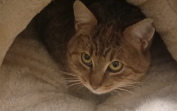 Kot schowany w miękkim legowisku, z ciekawym spojrzeniem.