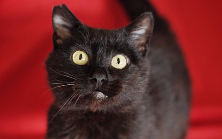 Czarny kot z dużymi oczami, na czerwonym tle.