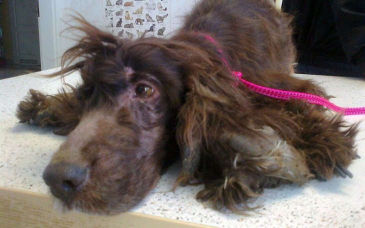 Zbiórka Dla Frygi na operację - zdjęcie główne