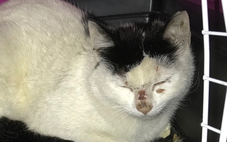 Zbiórka Koteczka z torów - zdjęcie główne