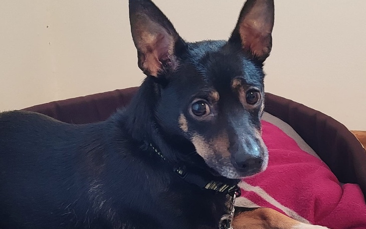 Zbiórka Pomoc dla Pepe - zdjęcie główne