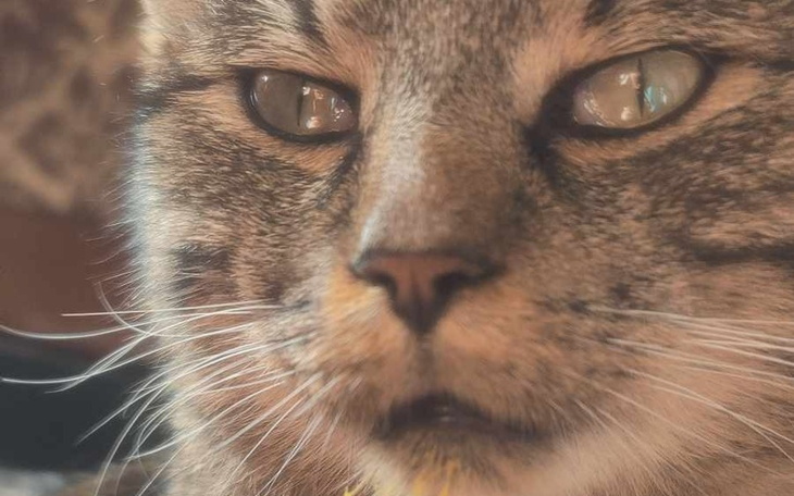 Zbliżenie na kota z wyrazistymi oczami i detalami futra.