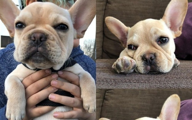 Zbiórka Pomóż ocalić życie Ollie - zdjęcie główne