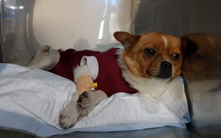 Zbiórka Wesprzyj szczepienia i kastrację - zdjęcie główne