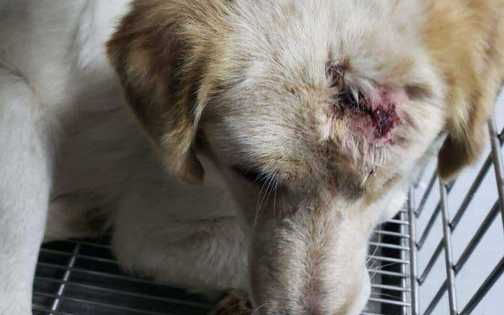 Ranny pies, potrzebujący pomocy weterynaryjnej.