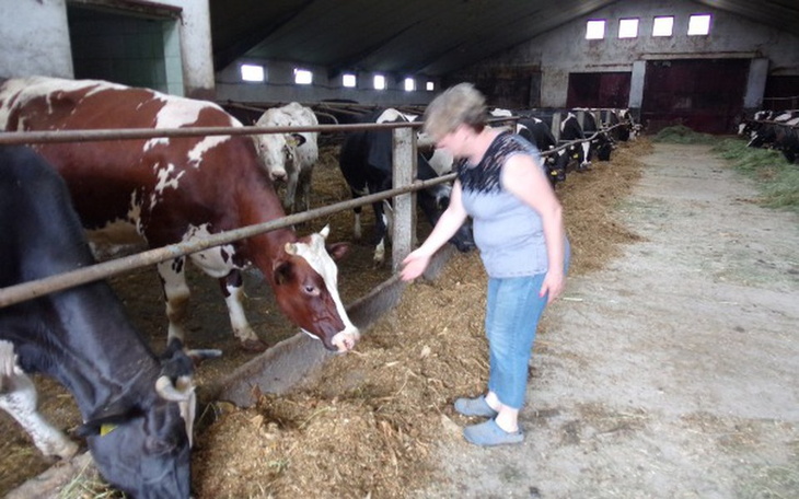 Zbiórka Na odbudowę stada (gruźlica) - zdjęcie główne