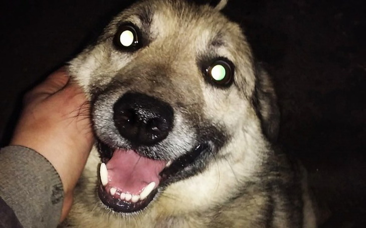 Zbiórka Szaruś - z poderżniętym gardłem - zdjęcie główne