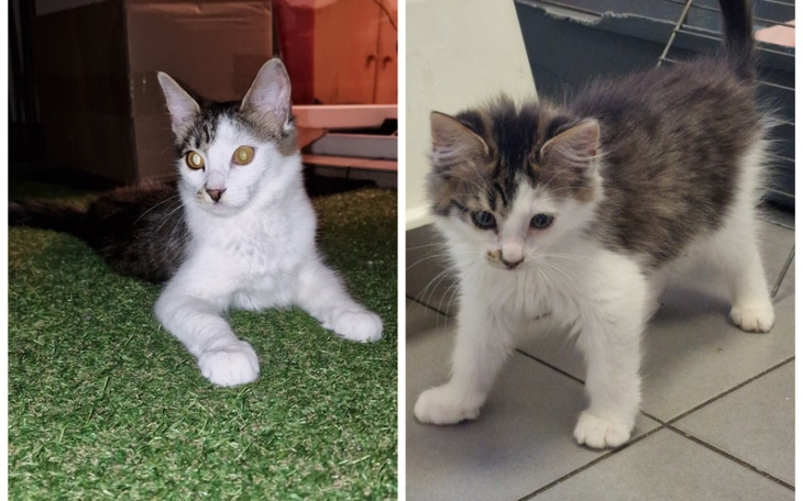 Dwa kociaki bawią się na trawie.