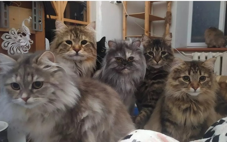 Zbiórka Dla zwierząt ukraińskich - zdjęcie główne