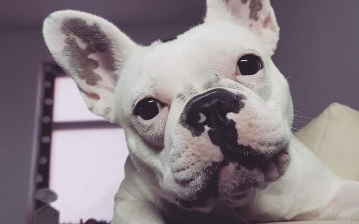 Zbiórka Zoyka-potrzebuje operacji - zdjęcie główne