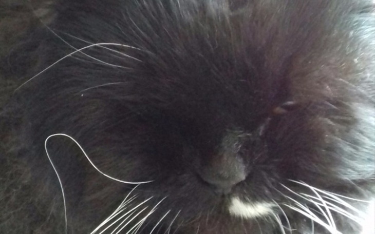 Zbiórka Dla Stiuarda - zdjęcie główne