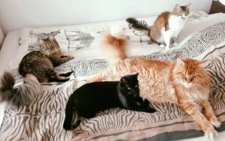 Zbiórka Pomoc dla moich kotków i suni - zdjęcie główne