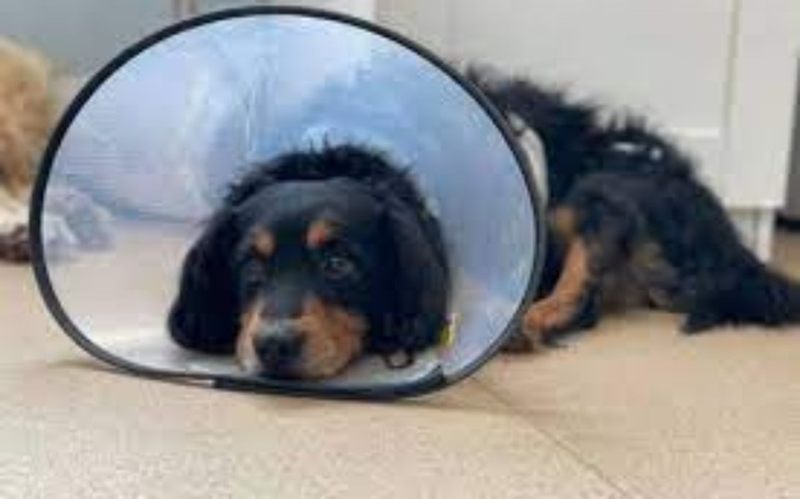 Zbiórka TOZ szczecin - zdjęcie główne