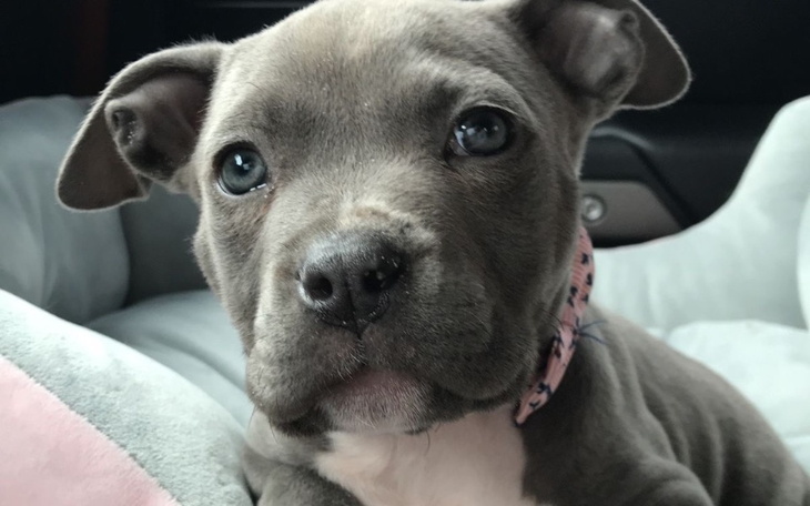 Zbiórka zbieram na pieska marzeń - zdjęcie główne